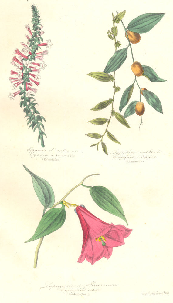 FLOWERS. epacris autumnalis; Lizyphus sulgaris; lapageria rosea 1852 old print